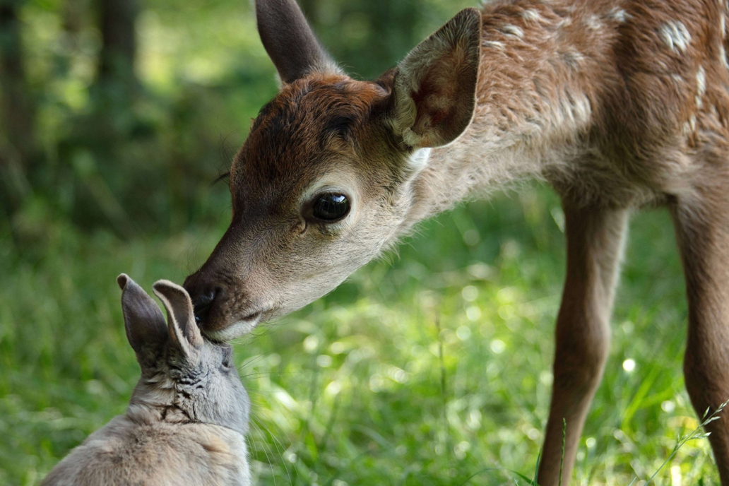 Bambi – Eine Lebensgeschichte aus dem Wald